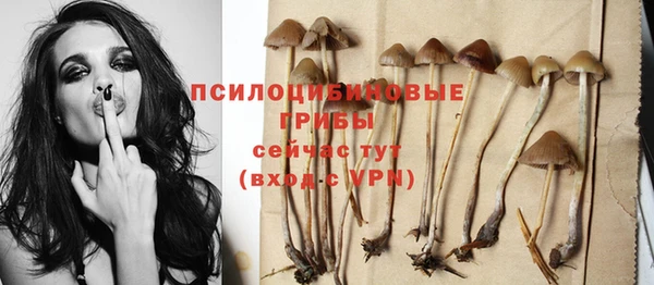 прущие грибы Новозыбков