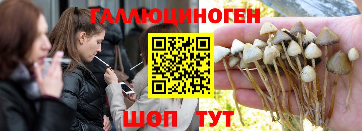 Саратов  Галлюциногенные грибы Cubensis  Вход с VPN 